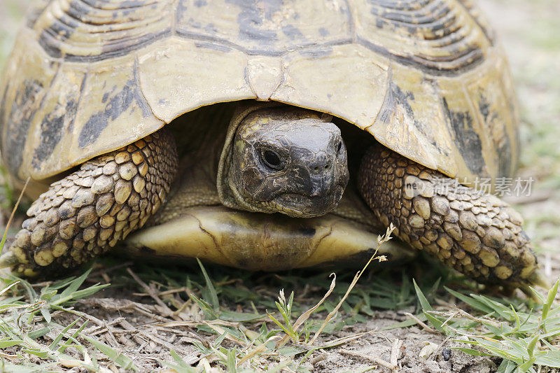 赫尔曼龟(Testudo hermanni)